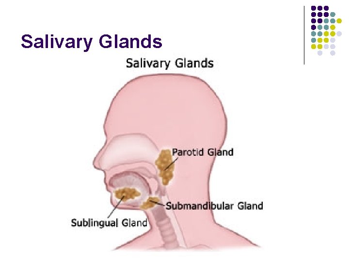 Salivary Glands 