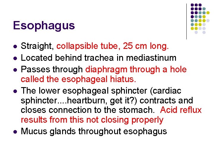 Esophagus l l l Straight, collapsible tube, 25 cm long. Located behind trachea in