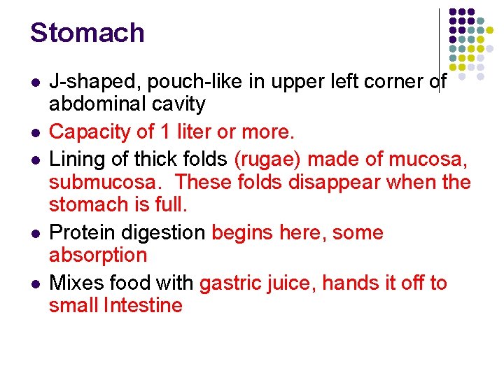 Stomach l l l J-shaped, pouch-like in upper left corner of abdominal cavity Capacity