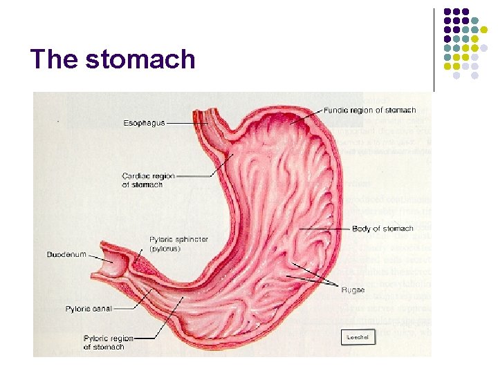 The stomach 