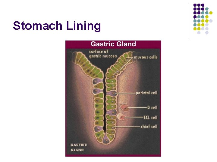 Stomach Lining 