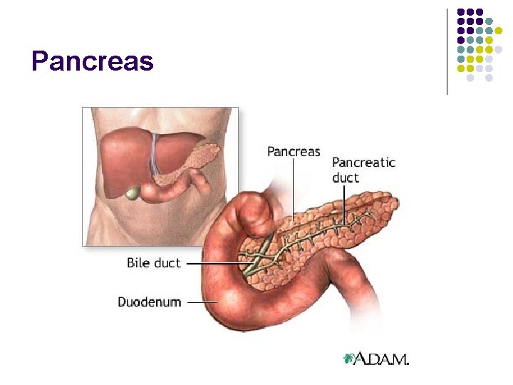 Pancreas 