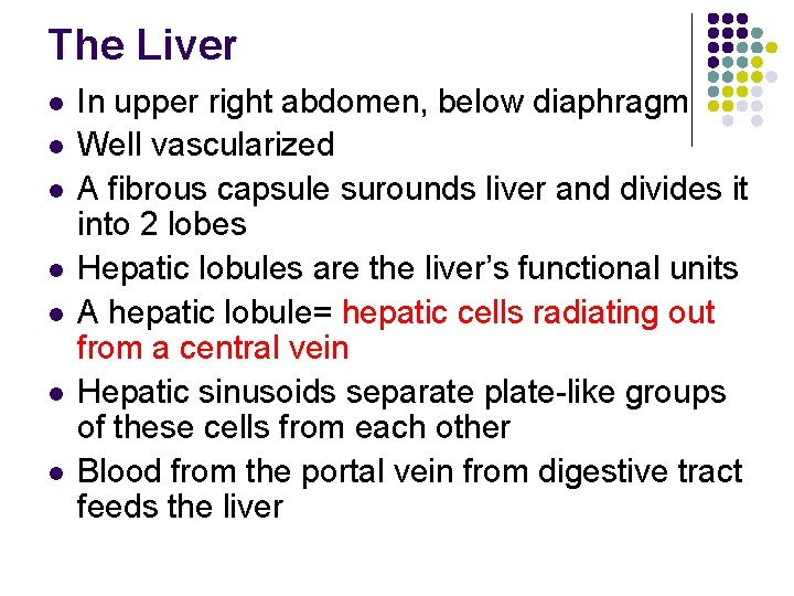 The Liver l l l l In upper right abdomen, below diaphragm Well vascularized