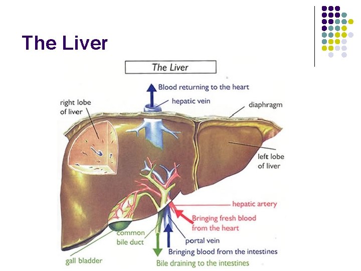 The Liver 