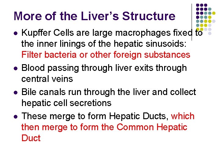 More of the Liver’s Structure l l Kupffer Cells are large macrophages fixed to