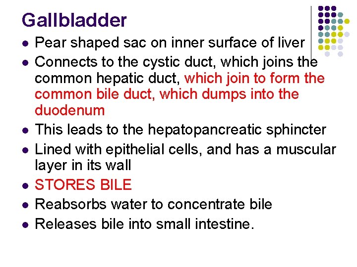 Gallbladder l l l l Pear shaped sac on inner surface of liver Connects