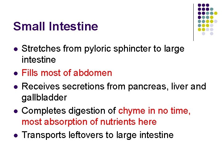 Small Intestine l l l Stretches from pyloric sphincter to large intestine Fills most