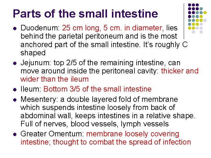 Parts of the small intestine l l l Duodenum: 25 cm long, 5 cm. Parts of the small intestine l l l Duodenum: 25 cm long, 5 cm.