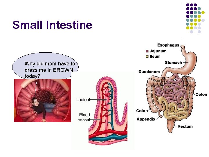 Small Intestine Why did mom have to dress me in BROWN today? 