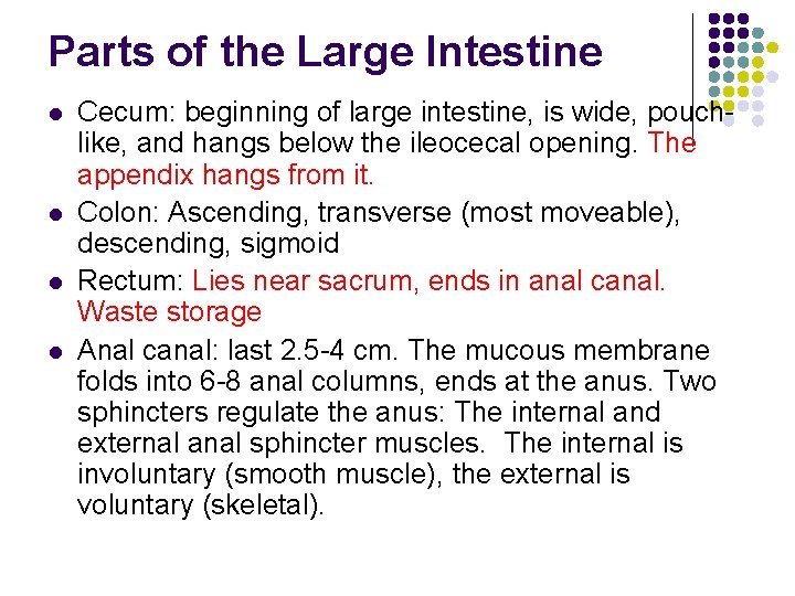 Parts of the Large Intestine l l Cecum: beginning of large intestine, is wide, Parts of the Large Intestine l l Cecum: beginning of large intestine, is wide,