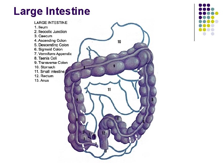 Large Intestine Large Intestine