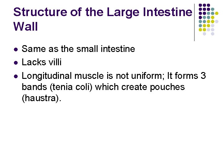 Structure of the Large Intestine Wall l Same as the small intestine Lacks villi