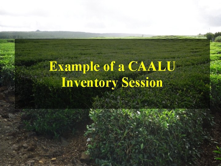 Example of a CAALU Inventory Session 
