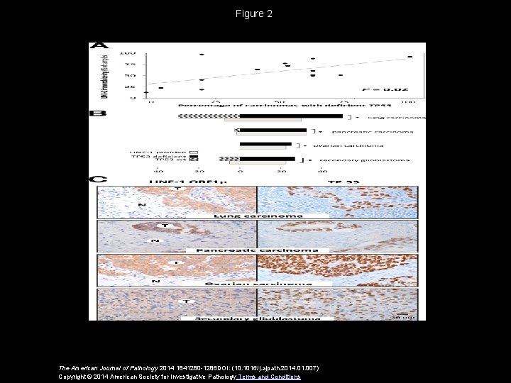 Figure 2 The American Journal of Pathology 2014 1841280 -1286 DOI: (10. 1016/j. ajpath.