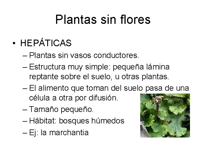 Plantas sin flores • HEPÁTICAS – Plantas sin vasos conductores. – Estructura muy simple: