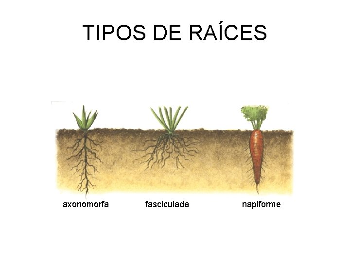 TIPOS DE RAÍCES axonomorfa fasciculada napiforme 