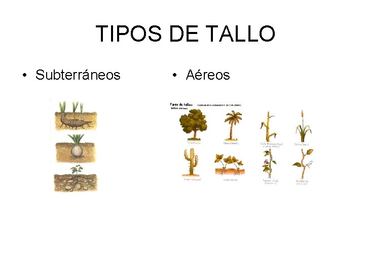 TIPOS DE TALLO • Subterráneos • Aéreos 