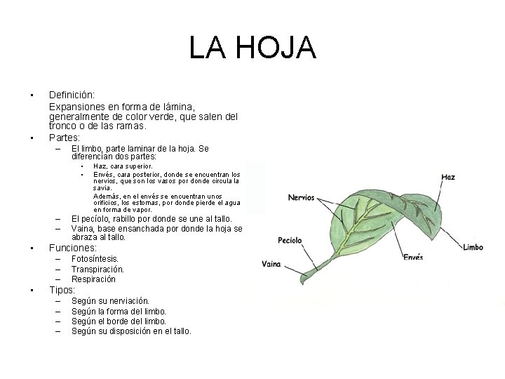 LA HOJA • • Definición: Expansiones en forma de lámina, generalmente de color verde,