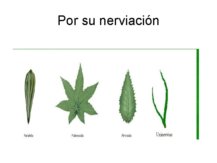 Por su nerviación 