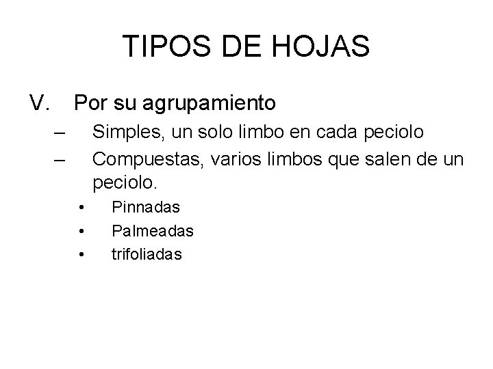 TIPOS DE HOJAS V. Por su agrupamiento – – Simples, un solo limbo en