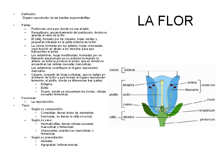  • Definición: Órgano reproductor de las plantas espermatofitas. • Partes: – Pedúnculo, zona