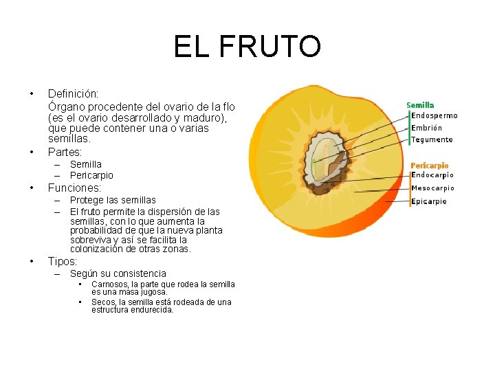 EL FRUTO • • Definición: Órgano procedente del ovario de la flor (es el