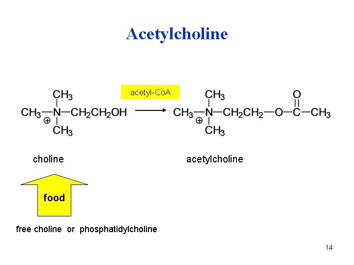 Acetylcholine acetyl-Co. A choline acetylcholine food free choline or phosphatidylcholine 14 