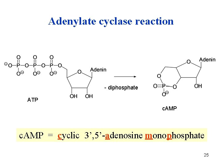 Adenylate cyclase reaction - diphosphate ATP c. AMP = cyclic 3’, 5’-adenosine monophosphate 25