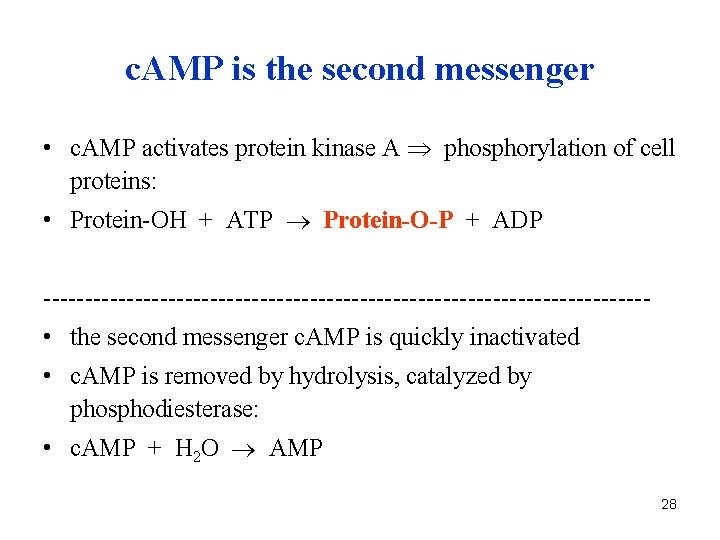 c. AMP is the second messenger • c. AMP activates protein kinase A phosphorylation