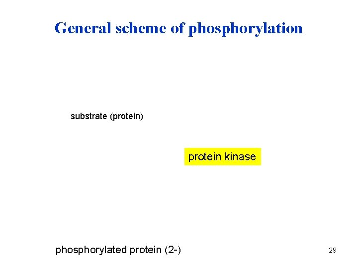 General scheme of phosphorylation substrate (protein) protein kinase phosphorylated protein (2 -) 29 