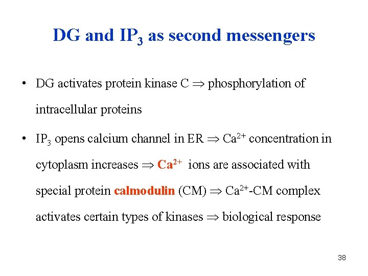 DG and IP 3 as second messengers • DG activates protein kinase C phosphorylation