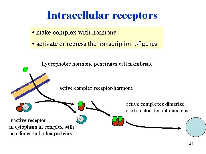 Intracellular receptors • make complex with hormone • activate or repress the transcription of