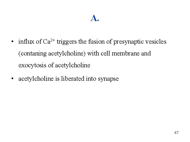 A. • influx of Ca 2+ triggers the fusion of presynaptic vesicles (contaning acetylcholine)