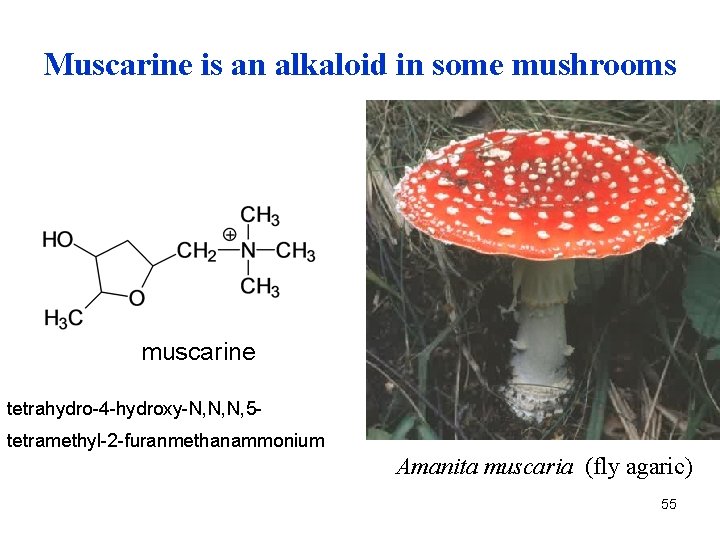 Muscarine is an alkaloid in some mushrooms muscarine tetrahydro-4 -hydroxy-N, N, N, 5 tetramethyl-2