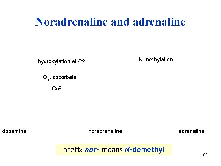 Noradrenaline and adrenaline N-methylation hydroxylation at C 2 O 2, ascorbate Cu 2+ dopamine