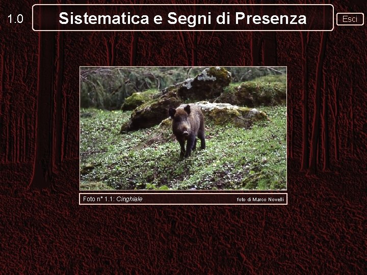 1. 0 Sistematica e Segni di Presenza Foto n° 1. 1: Cinghiale foto di