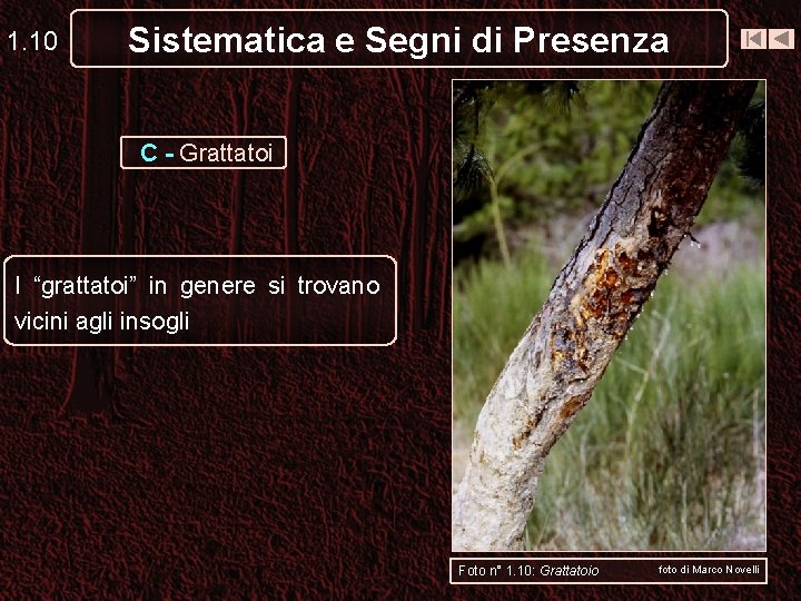 1. 10 Sistematica e Segni di Presenza C - Grattatoi I “grattatoi” in genere