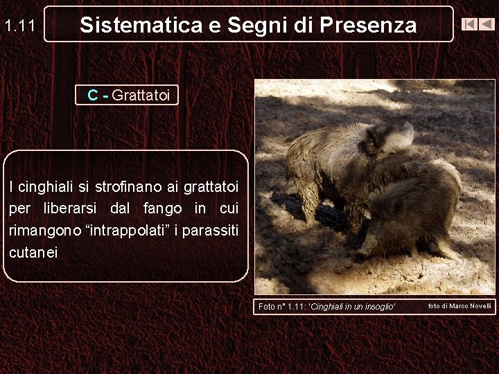 1. 11 Sistematica e Segni di Presenza C - Grattatoi I cinghiali si strofinano