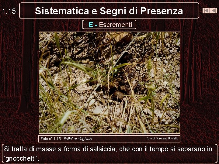 1. 15 Sistematica e Segni di Presenza E - Escrementi Foto n° 1. 15: