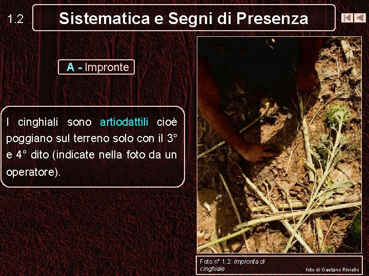 1. 2 Sistematica e Segni di Presenza A - Impronte I cinghiali sono artiodattili