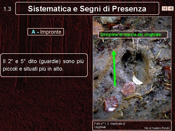 1. 3 Sistematica e Segni di Presenza A - Impronte Direzione di marcia del