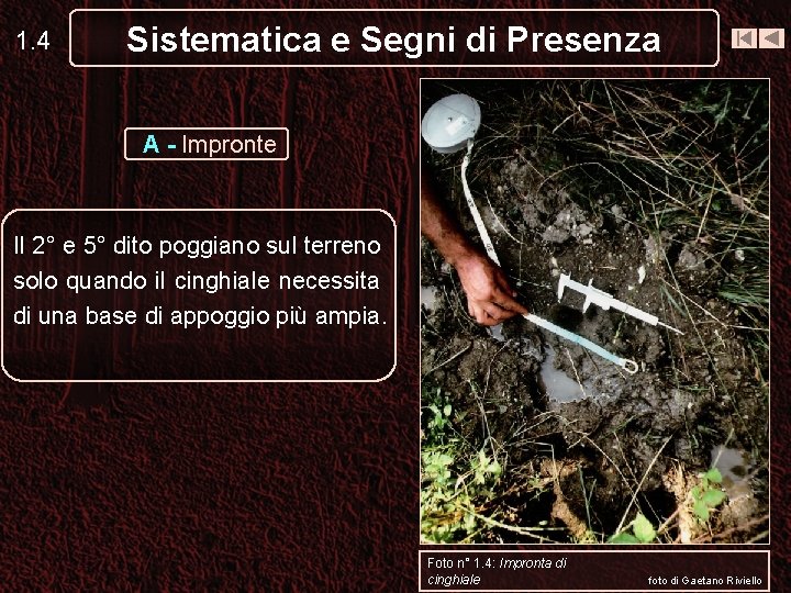 1. 4 Sistematica e Segni di Presenza A - Impronte Il 2° e 5°