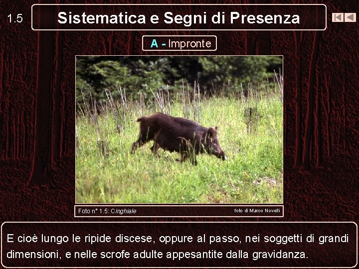 1. 5 Sistematica e Segni di Presenza A - Impronte Foto n° 1. 5: