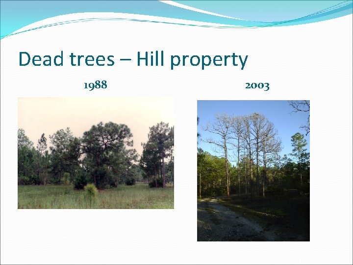 Dead trees – Hill property 1988 2003 