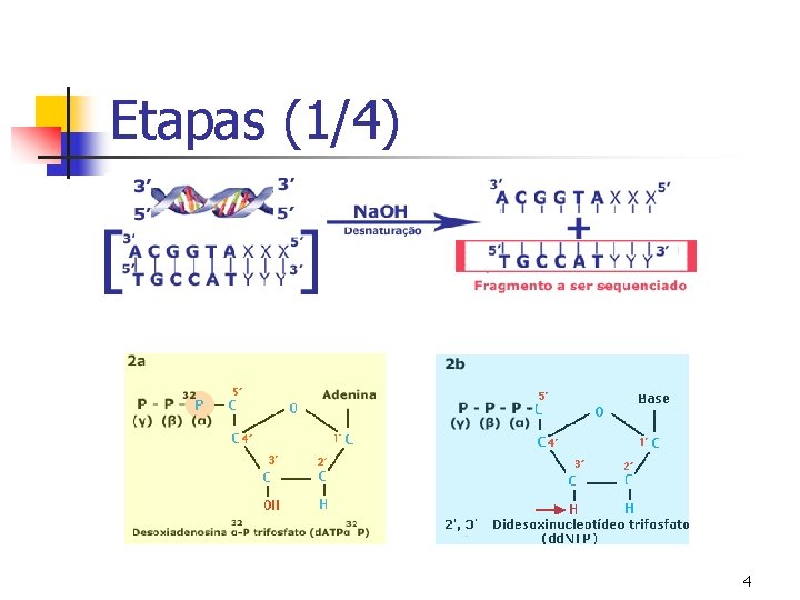 Etapas (1/4) 4 