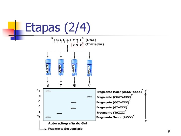 Etapas (2/4) 5 