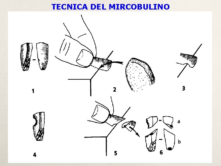 TECNICA DEL MIRCOBULINO 