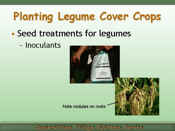 Planting Legume Cover Crops • Seed treatments for legumes – Inoculants Note nodules on