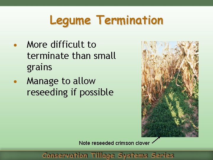 Legume Termination • More difficult to terminate than small grains • Manage to allow