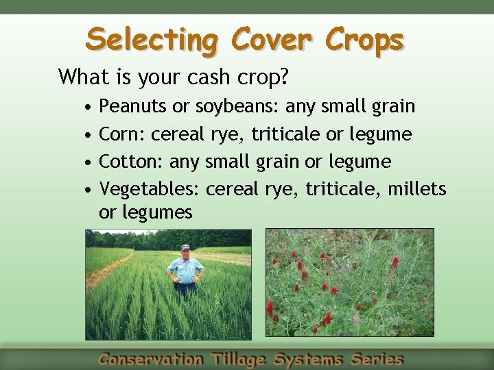 Selecting Cover Crops What is your cash crop? • Peanuts or soybeans: any small